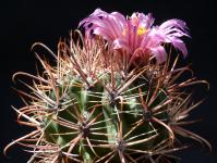 Thumbnail of 1628_Ferocactus fordii_20140613_01(1).JPG